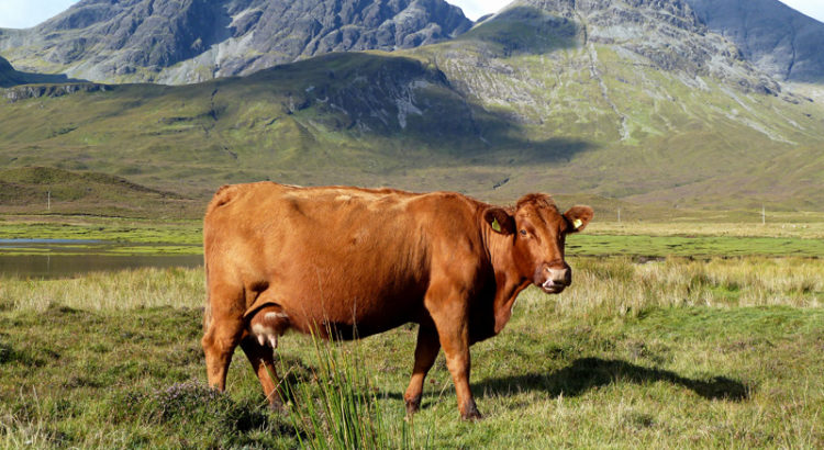Belle vache rousse prés du loch Slapin